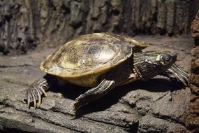 turtle is a kind of reptile