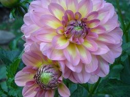 Two pink dahlias on the stalk