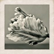 grey tulip flower drawing