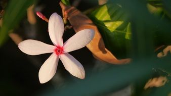 tropical light pink flower in Singapore