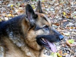 portrait of very beautiful german shepherd dog