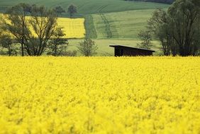 Beautiful, yellow, glaring oilseed rape field on the landscape