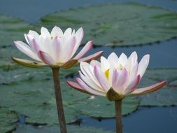 White flowers of water lily on the pond