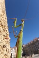 praying mantis insect summer portrait