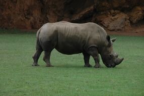 rhino on a green grass lawn in Africa