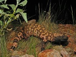 wild reticulate gila monster in the mountains
