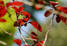 Macro photo of red leaves