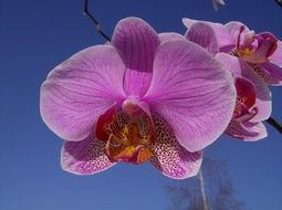 Colorful orchid flowers
