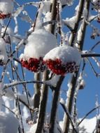 Rowan berries under snow close-up
