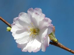 White ornamental cherry flower close-up