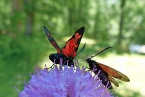 insects on a flower in a natural setting