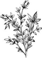 drawing of a biology flower with leaves