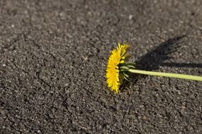 dandelion on the asphalt