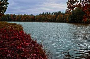 fallen leaves on riverside at forest