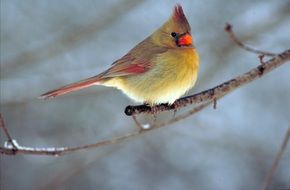 northern cardinal with tuft close-up