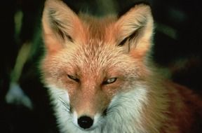 red fox in the forest close up