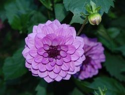 purple unusual flower