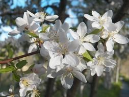 white flowers of an apple tree with long stamens