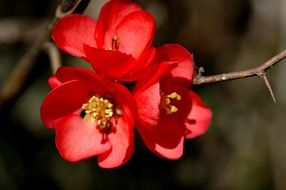 branch with bright red flowers close up