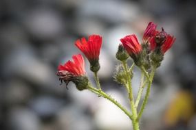 red hawk weed blossom