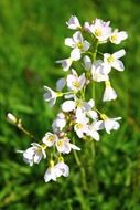 tall field plant with white flowers