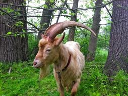 brown goat in a forest in county sussex