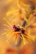 Plant with the beautiful orange petals