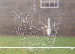 spiderweb after rain