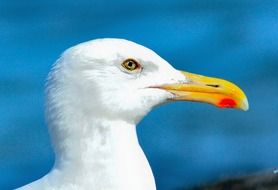 white seagull with a yellow beak against the background of the ocean