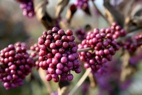 purple berries on a branch of a bush