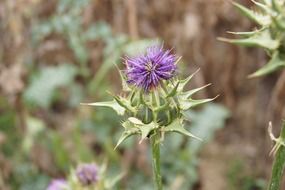 purple thistle with spines closeup