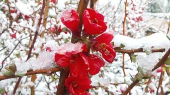 picture of the red flowers in winter time