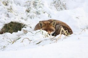coiled fox lays down on snow
