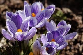 blue violet flowers of crocus on a blurred background