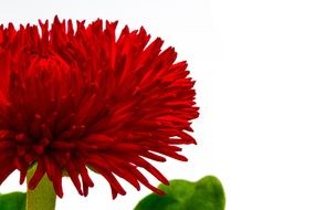 red daisy on white background