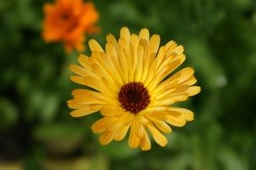 blooming yellow daisy in the Netherlands