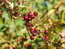Red berries on the tree in autumn in nature