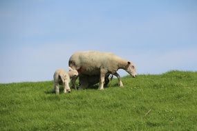 sheep with lambs on a green hill