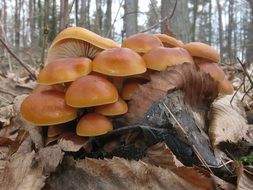mushrooms on the stump in autumn