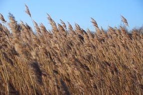 reed grass landscape