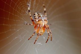 spider on a web on a brown background