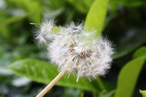 dandelion wind blossom bloom