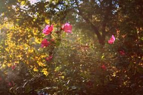 rose bush in the morning