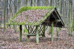 forest winter wood feeder