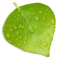 bright green leaf in drops of water