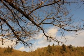 sprawling tree on a background of hills
