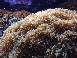 beige corals in sea water