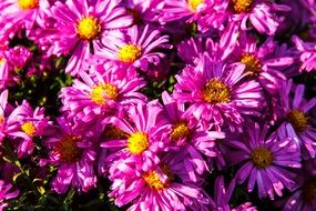 asters pink flowers