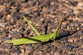 Green mantis helmeted locust