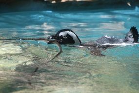Black tropical bird in the water